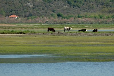 Ulcinjske soline - Ulcinj salt pans