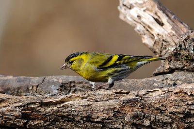 Carduelis spinus - Cizek - Siskin