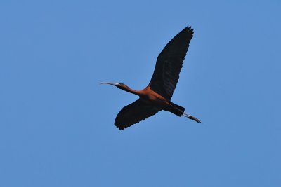 Plegadis falcinellus - Plevica - Glossy Ibis