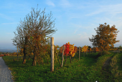 Vinograd na Krasu - Vineyard in the Karst
