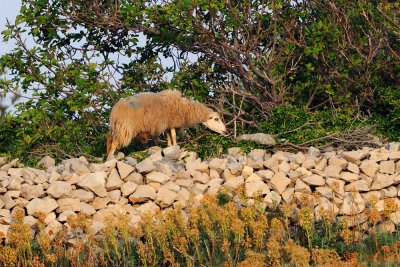 Ovca - Sheep