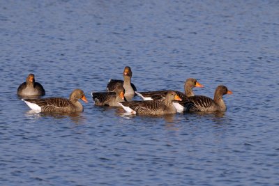Anser anser - Siva gos - Greylag goose