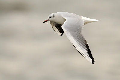 Larus ridibundus - Recni galeb - Black headed gull