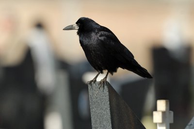 Corvus frugilegus - Poljska vrana - Rook