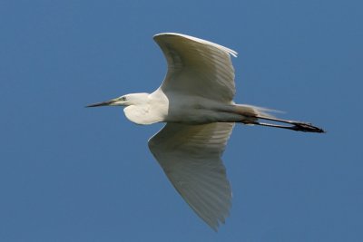 Egretta garzetta - Mala bela caplja - Little egret