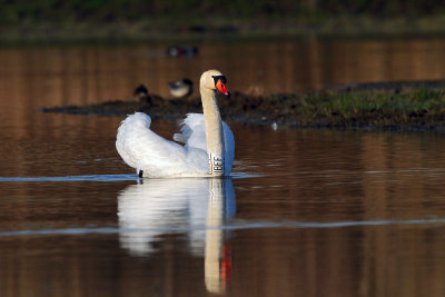 Cygnus olor - Labod grbec - Mute Swan