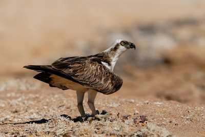Pandionidae (Ribji orli)