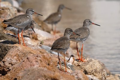 Tringa totanus - Rdecenogi martinec - Redshank