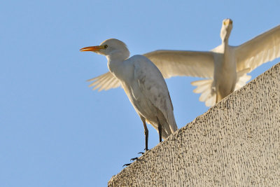 Bubulcus ibis - Kravja caplja - Cattle egret