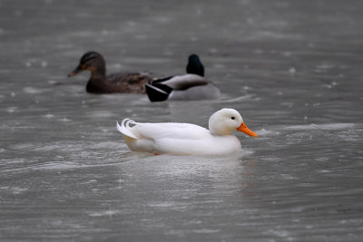 Anas platyrhynchos - Mlakarica - Leucistic mallard