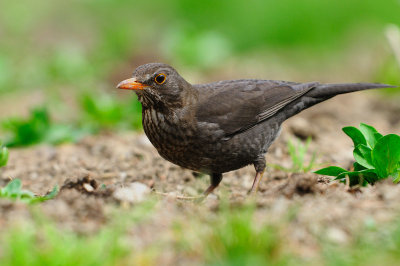 Turdus merula - Kos - Blackbird