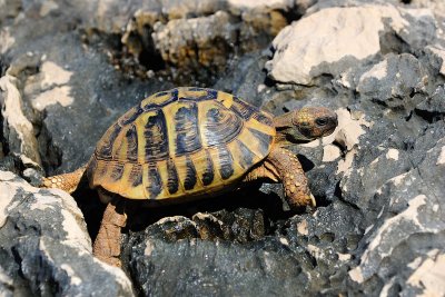 Eurotestudo hermanni - Grka elva - Hermann's tortoise