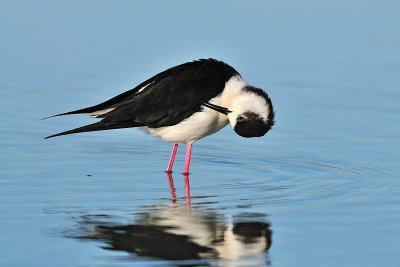 Himantopus himantopus - Polojnik - Black winged stilt