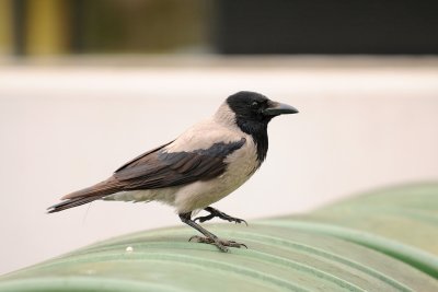 Corvus corone cornix - Siva vrana - Hooded Crow