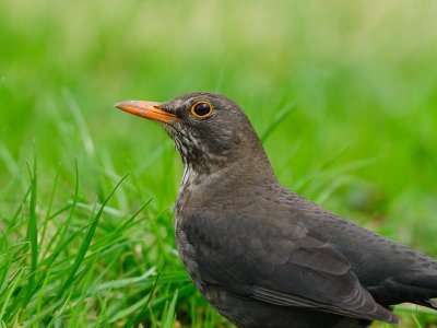 Turdus merula - Kos - Blackbird