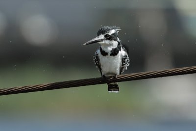 Ceryle rudis - Crnobeli pasat - Pied Kingfisher