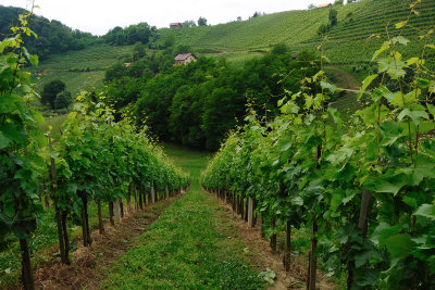 Vinogradi na Bizeljskem - Vineyards in Bizeljsko