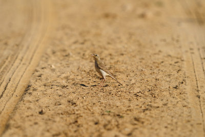 Anthus campestris - Rjava cipa - Tawny pipit