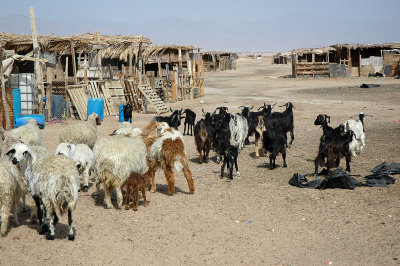 Beduin settlement - Nabq