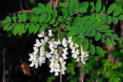 Navadna robinija - Robinia pseudoacacia