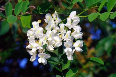 Navadna robinija - Robinia pseudoacacia