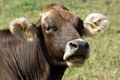 Govedo - Cattle