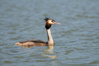 Podiceps cristatus - Copasti ponirek - Great crested grebe
