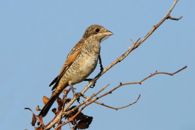Lanius senator - Rjavoglavi srakoper - Woodchat shrike