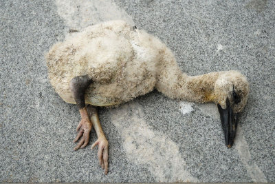  White stork, dead