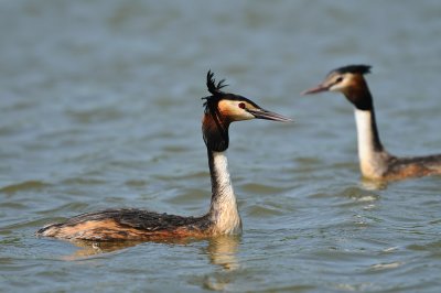 Podiceps cristatus - Copasti ponirek - Great crested grebe