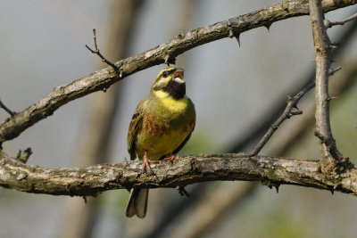 Emberiza cirlus - Plotni strnad - Cirl bunting