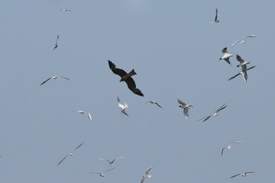 Milvus migrans - rni karnik - Black kite