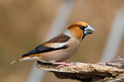 Coccothraustes Coccothraustes - Dlesk - Hawfinch