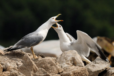 Larus michahellis - Rumenonogi galeb - Yellow legged gull