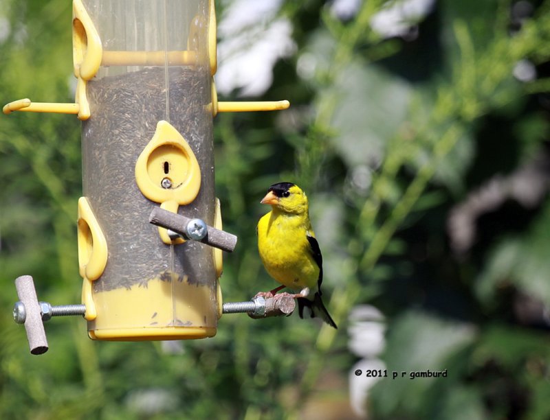 American Goldfinch IMG_2045.jpg