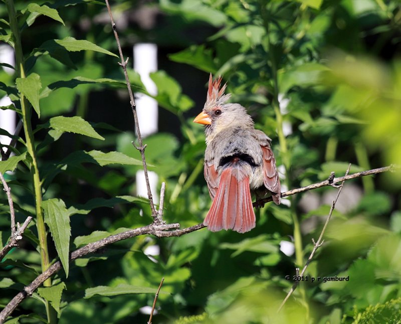 Cardinal IMG_2060.jpg