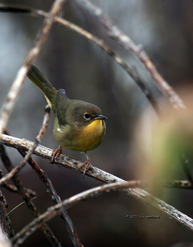 Common Yellow-throat IMG_9461.jpg