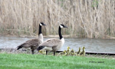 Canada Geese family IMG_6142.jpg