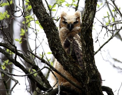 Great Horned Owl IMG_6249.jpg
