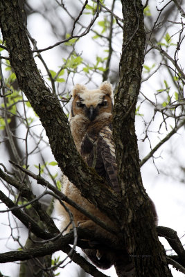 Great Horned Owl IMG_6257.jpg