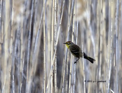 Palm Warbler IMG_6036.jpg