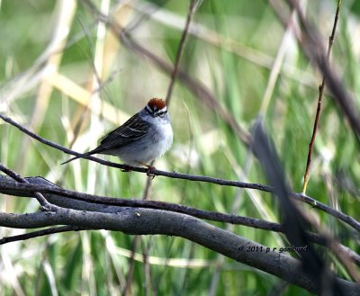 Chipping Sparrow IMG_6289.jpg