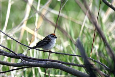 Chipping Sparrow IMG_6297.jpg