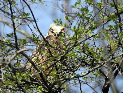 Great Horned Owl baby 1 IMG_6690.jpg