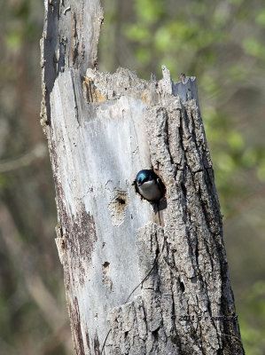 Tree Swallow nesting IMG_6616.jpg