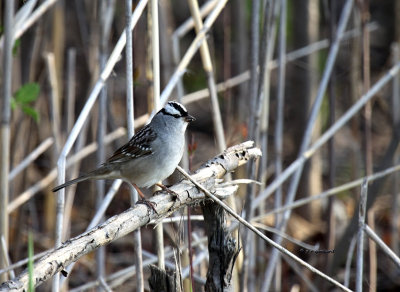 White-crowned Sparrow IMG_6265.jpg