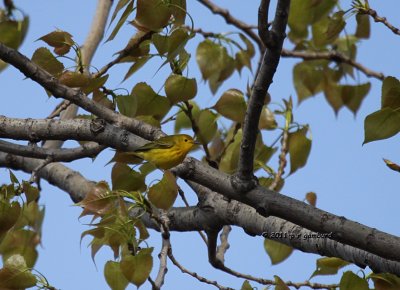 Yellow Warbler IMG_6406.jpg