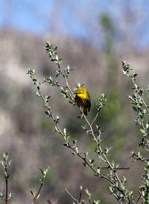 Yellow Warbler IMG_6519.jpg