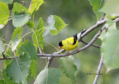 American Goldfinch IMG_9031.jpg