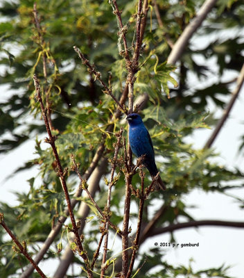 Indigo Bunting IMG_9135.jpg